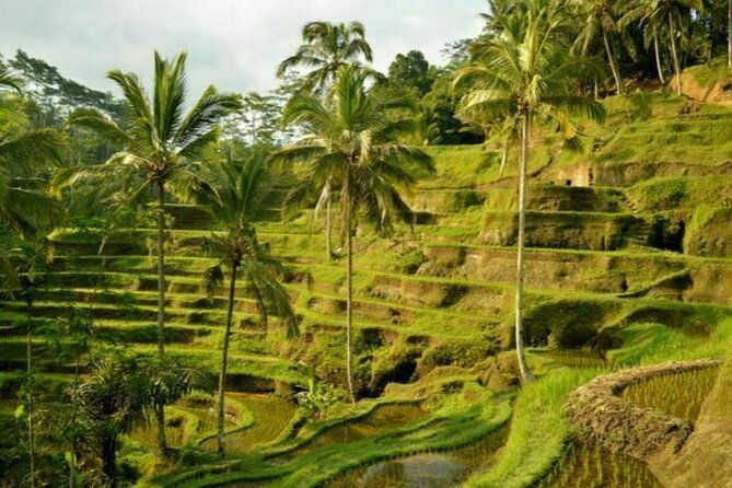 UBUD Spring Temple, Waterfall, Rice Terraces Private Tour - The Itinerary: What to Expect