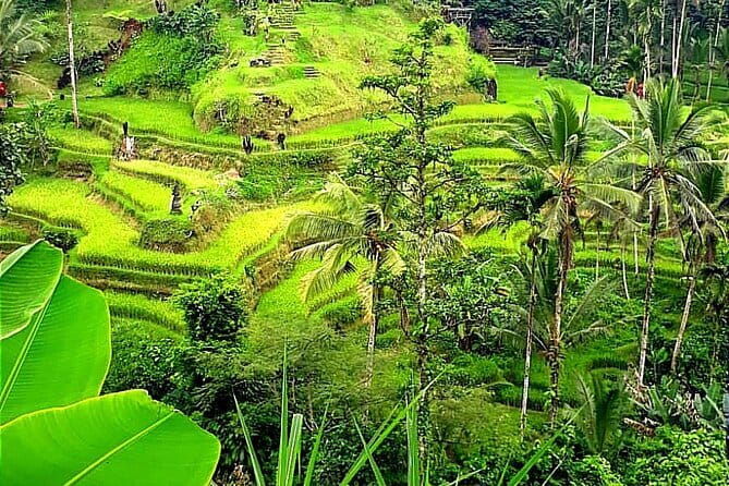 Ubud Tour with all includes - Why This Tour Offers Great Value