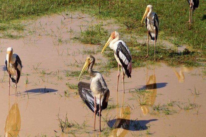 Udawalawa National Park half day Safari - What We Love About This Tour