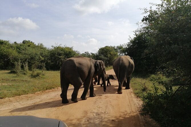 Udawalawa Safari & Elephants Orphanage Tour from Hambantota port - Final Thoughts