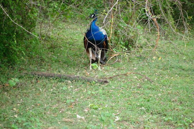 Udawalawe Jeep Safari - Final Thoughts