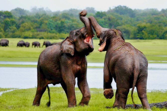 Udawalawe National Park Entrance Ticket with Private Safari - Why Udawalawe National Park Is a Wildlife Lover’s Paradise