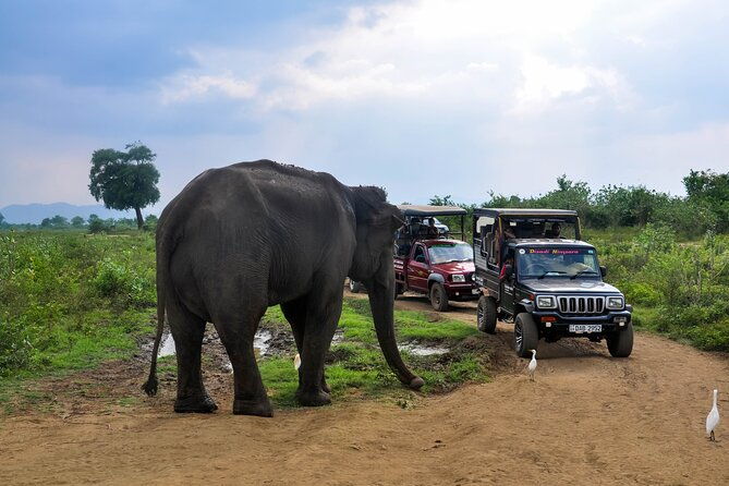 Udawalawe National Park Safari from Galle - Exploring Udawalawe National Park: A Closer Look