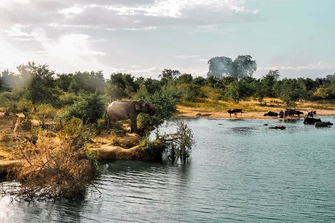 Udawalawe National Park Safari from Mirissa - The Experience: What Makes It Stand Out