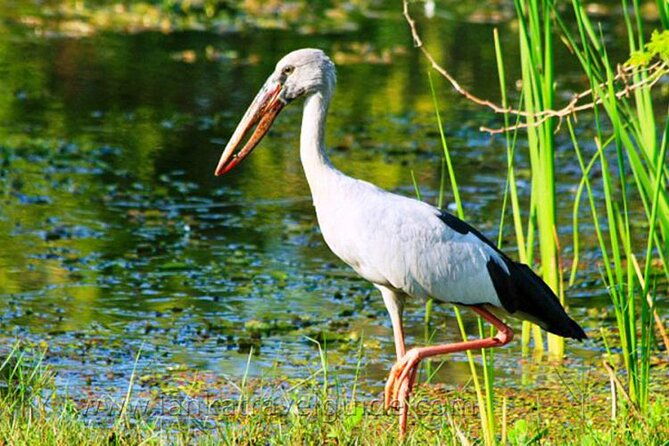 Udawalawe National Park Safari from Weligama - What Makes This Tour Value-Driven?