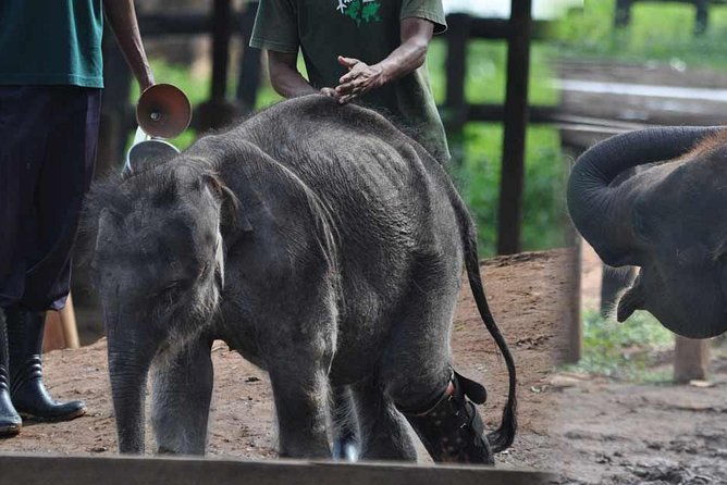 Udawalawe National Park Safari with Elephant Transit Home Visit - Frequently Asked Questions