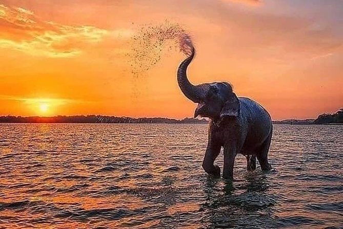 Udawalawe National Park Safari with Private Driver-Jeep and Enter ticket - Exploring the Udawalawe Safari Experience