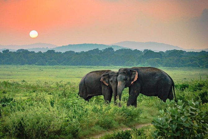 Udawalawe National Park Safari - Best Fit for Who?