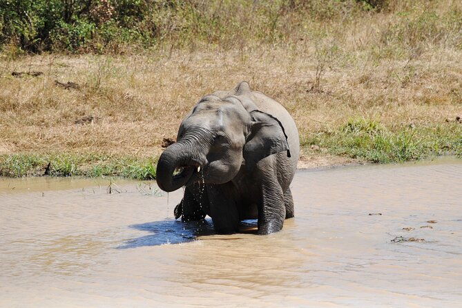 Udawalawe Safari Day Tour from Bentota and its' surrounding areas - The Sum Up: Who Is This Tour Best For?