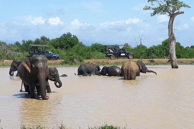 Udawalawe Safari Day Tour From Kandy - What’s Included and What Costs Extra?