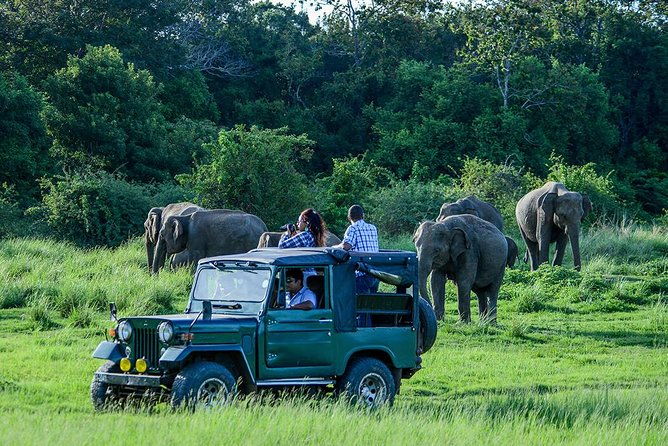 Udawalawe Safari Day Trip from Ella/Tangalle/Dikwella/Hambantota - The Sum Up: Is This Tour Worth It?