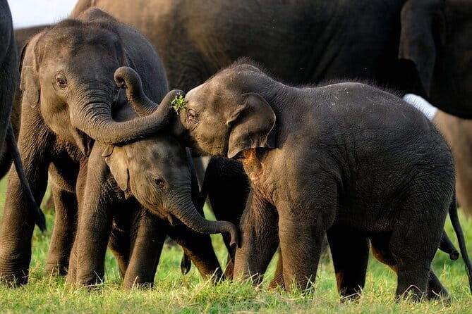 Udawalawe Safari & Elephant Orphanage visit from Hambantota port - Final Thoughts: Is This Tour Right for You?