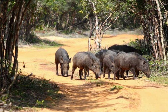 Udawalawe Safari Private Day Tour Kaluthara/Beruwala/Bentota/Kosgoda/Ahungalla - Whats Included and What to Consider