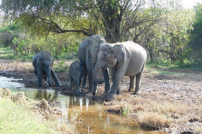 Udawalawe Safari Tour With Baby Elephants From Hambantota Port - Final Thoughts: Is This Tour Worth It?  