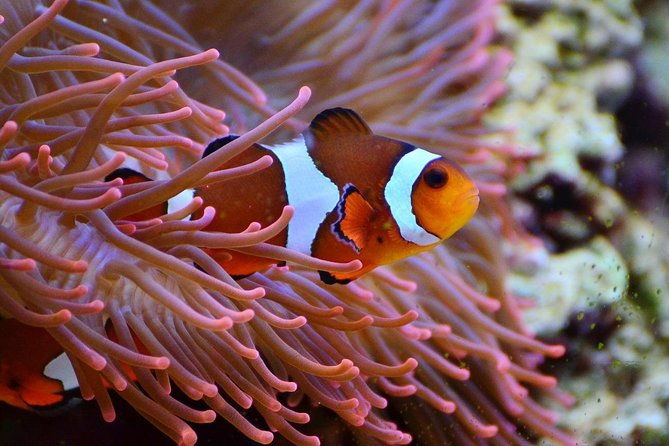 V.I.P Snorkeling & Fishing Tour ( Speed Boat ) Minimum 02 people - Hon Mieu Island: The Fishing Challenge