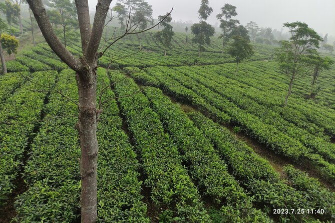 Volcano, Rice Field, Local Coffee, Tea factory, & Hot Spring Tour - Authentic Reviews Offer Extra Insights