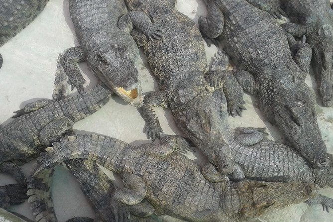 War Museum, Killing Field and Floating village ( Chong Kneas) Tour - The Practicalities: How the Tour Works