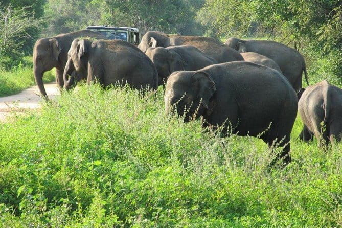 Wasgamuwa National Park Safari from Kandy - Why This Tour Is Worth Considering