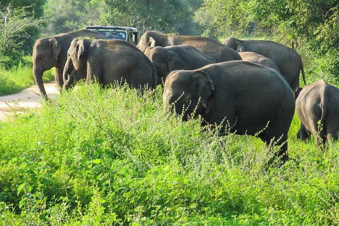 Wasgamuwa National Park Safari - The Value of the Experience