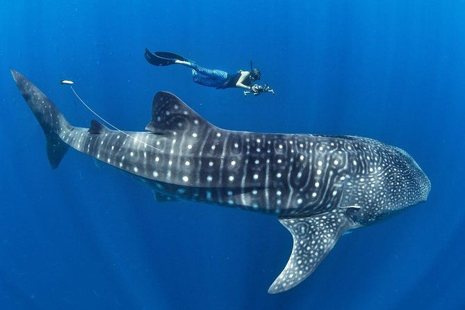 Whale Shark Encounter & Sumilon Sandbar & Canyoneering in Kawasan Falls - What’s Included and What to Consider