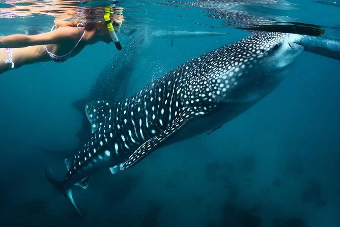 Whale Shark Watching & Tumalog Falls & Kawasan Falls - The Practicalities: What the Tour Offers and What to Know