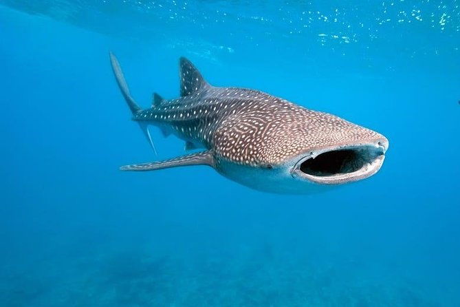 Whale Shark Watching with Sumilon Sandbar and Kawasan Falls Tour - Practical Tips for Your Day
