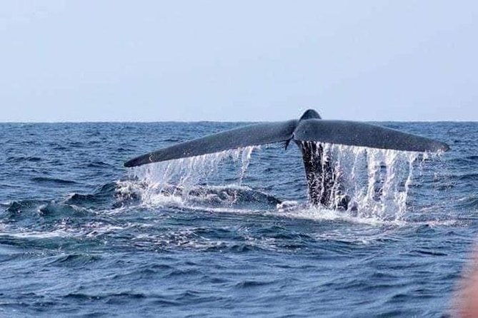 Whales & Dolphin Watching Day Tour including Handunugoda Teafactory - Practical Details and What to Expect