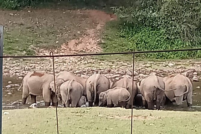 Wild Elephant Anakulam & Waterfalls Tour(munnar valley Trekking) - Transportation and Overall Value