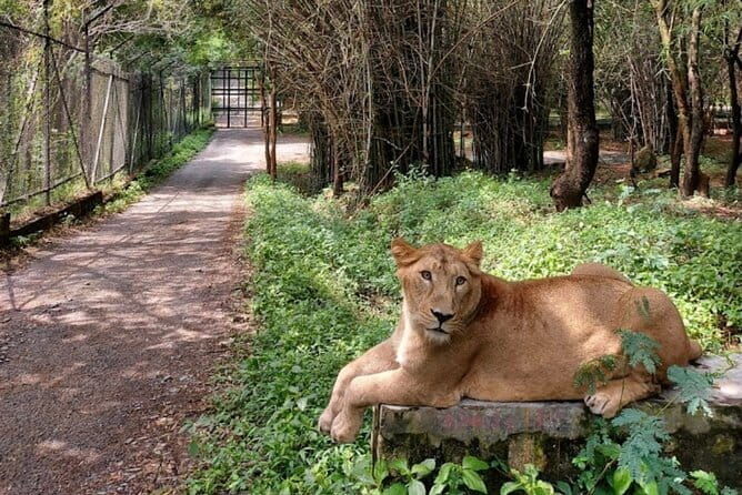 Wild Life Jeep Safari Tour at Bannerghatta with Private Transfer - Who Would Love This Experience?