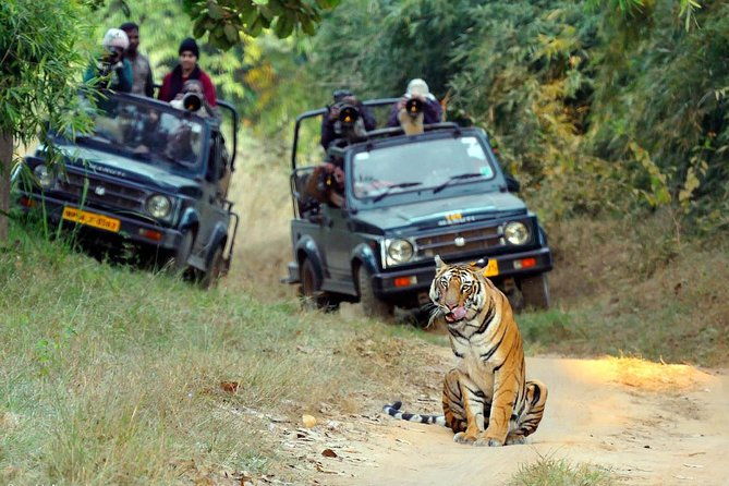 Wildlife of Central India - Who Will Love This Tour?