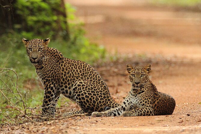 Wilpattu National Park 4-Hours Safari | with Naturalist - The Safari Itinerary: What You Can Expect