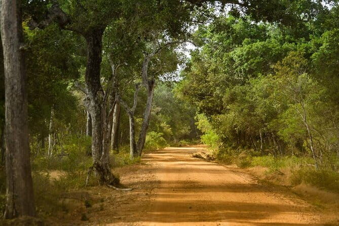 Wilpattu National Park Private Jeep Safari From Colombo & Negombo - The Sum Up: Is It Worth It?
