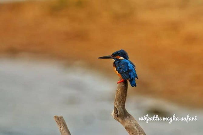 Wilpattu Safari tour from Negombo - Who Should Consider This Tour?