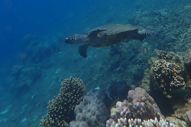 Wonderful Snorkeling Trip from Manila! updated *** - What Do Travelers Say? Authentic Insights