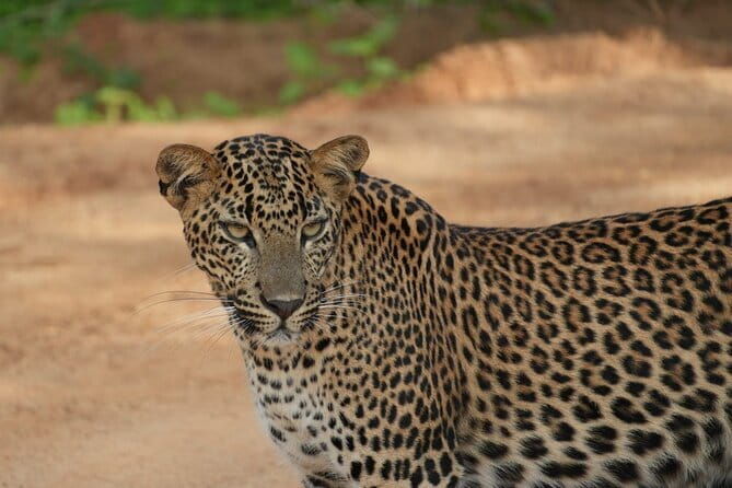 Yala and Udawalawa National Park Safari Tour From Hambantota port - What’s Included and What’s Not
