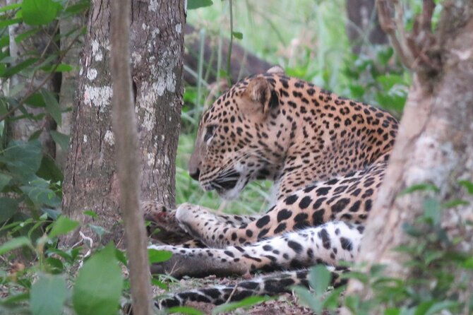 Yala National Park - Full Day Safari (04:30 am - 06:00 pm) - Transportation and Group Size: Comfort and Personal Attention
