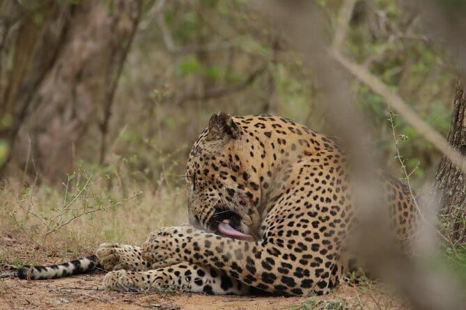 Yala National Park Morning or Afternoon Leopard Safari - Practical Tips for Your Safari Experience