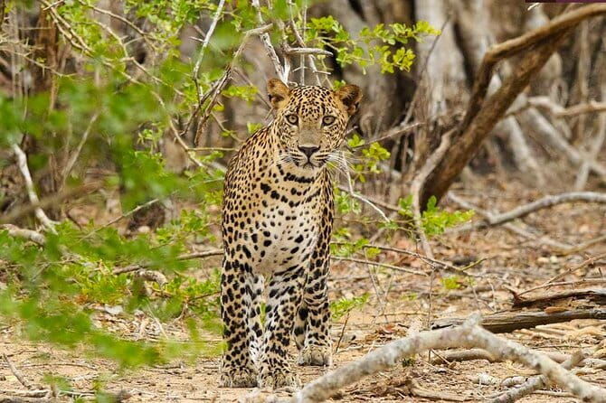 Yala National Park Private Jeep Safari From Colombo & Negombo - FAQ