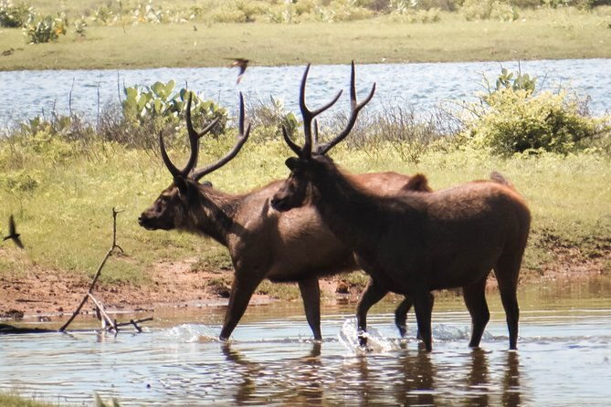Yala National Park Private Safari - Transportation and Comfort