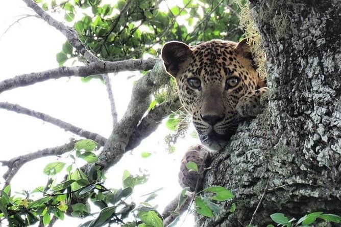 Yala National Park | Private Safari - The Value of the Experience