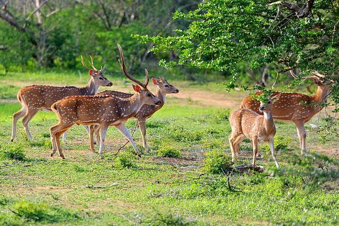 Yala National Park Private Safari (All Inclusive) From Mirissa - The Pros and Cons