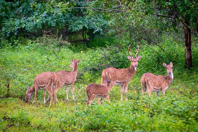 Yala National Park Private Safari trip from Galle/Unawatuna/Mirissa - Authenticity and Value: What Travelers Say