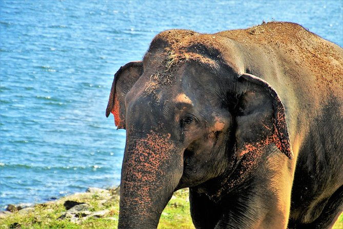 Yala National Park Private Safari - Pricing and Value