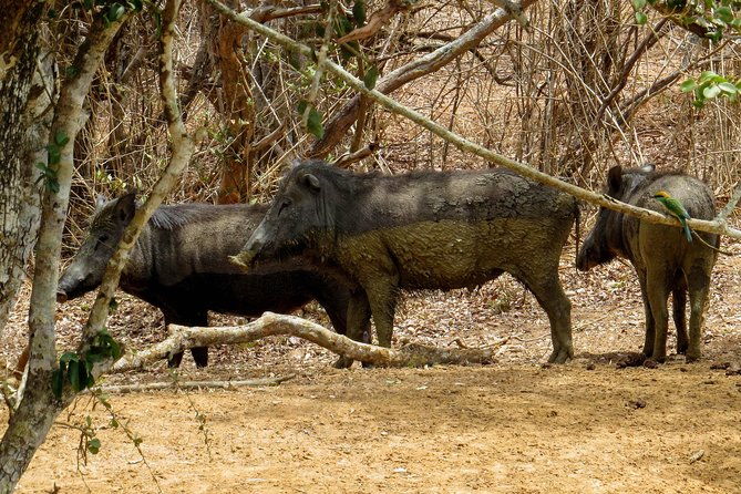 Yala National Park Safari from Bentota - Final Thoughts: Is It Worth It?