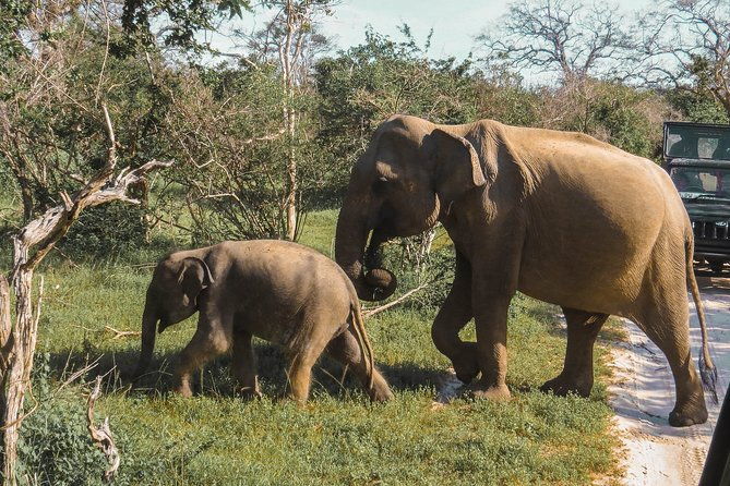 Yala National Park Safari from Galle - What’s Included and Whats Not?