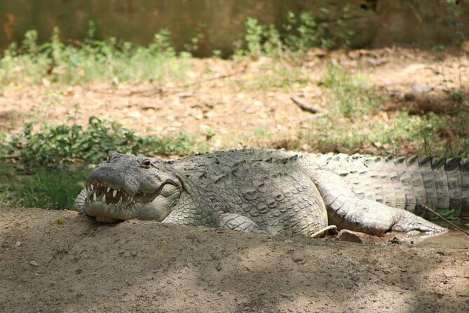 Yala National Park Safari from Hambantota port (Shore Excursion) - Final Thoughts