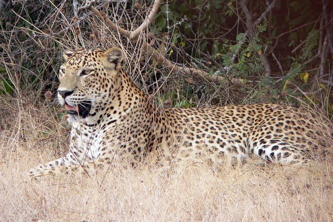 Yala National Park Safari from Hambantota Seaport - Final Thoughts: Who Will Love This Tour?