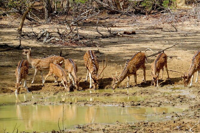 Yala National Park Safari from Koggala - Authentic Experiences & Insights from Reviews