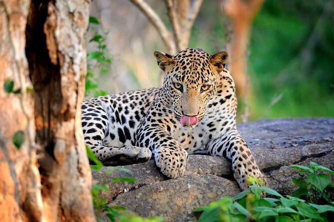 Yala National Park Safari | Jeep with Tickets - Who Will Love This Safari?