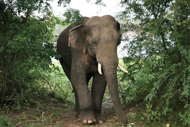 Yala National Park Safari Tours From Hambantota port - The Review Highlights: Authentic Experiences and Expert Guides